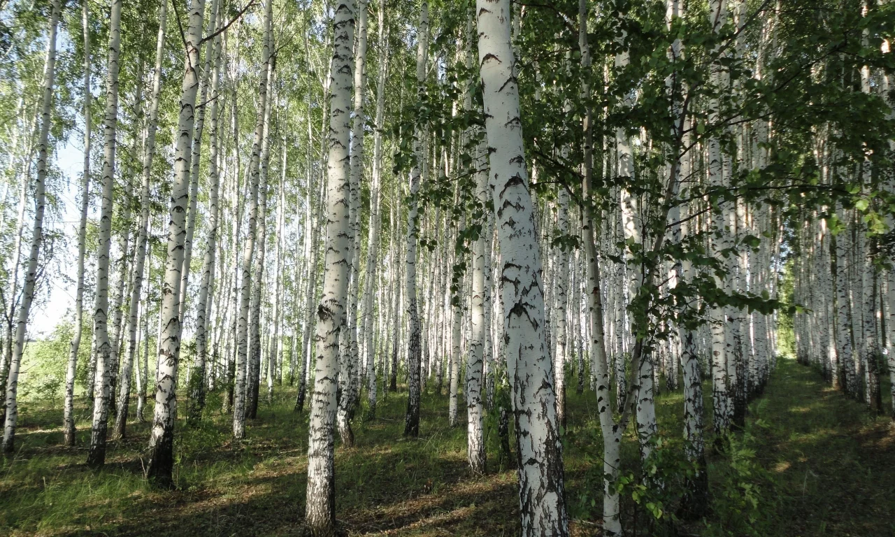 берёзовая, стволы, белая, лес, роща, кора