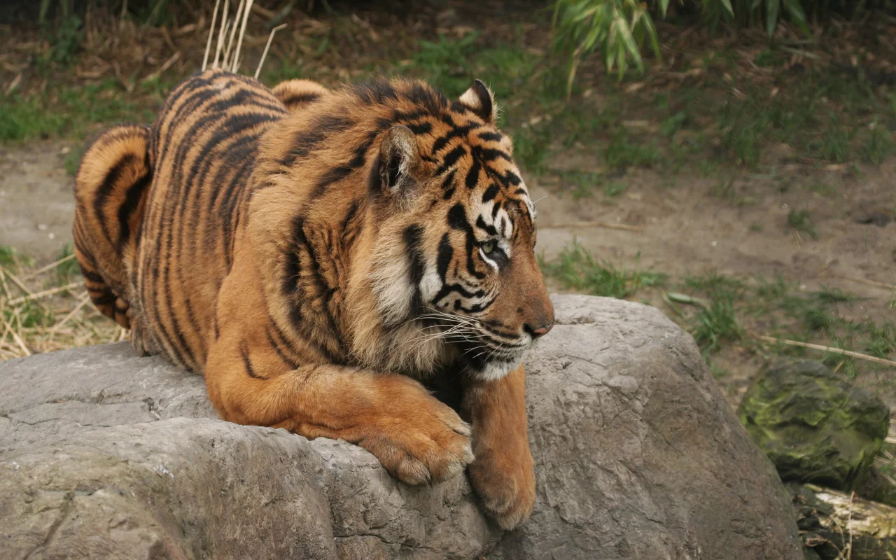 лапы, сидит, тигр