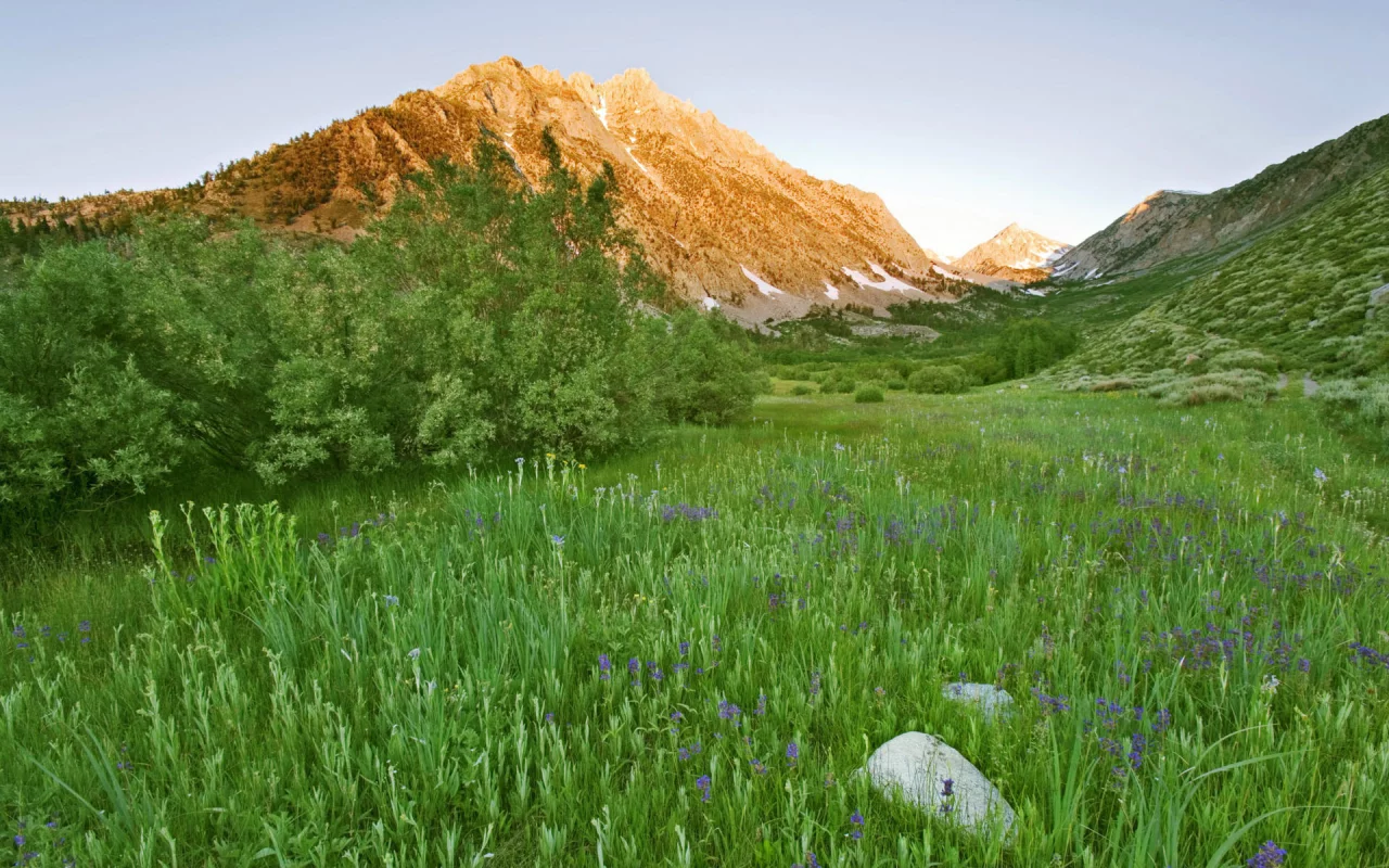 кустарник, цветы, горы, зелень, трава, яркая