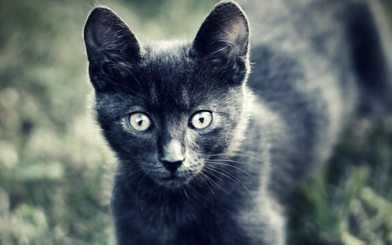 котенок, кошка, серый, шерсть, глаза, взгляд, животные