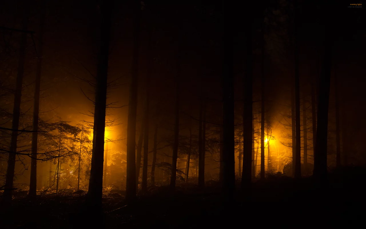 лес, ночные огни, фонари, evening lights, огни, ночь