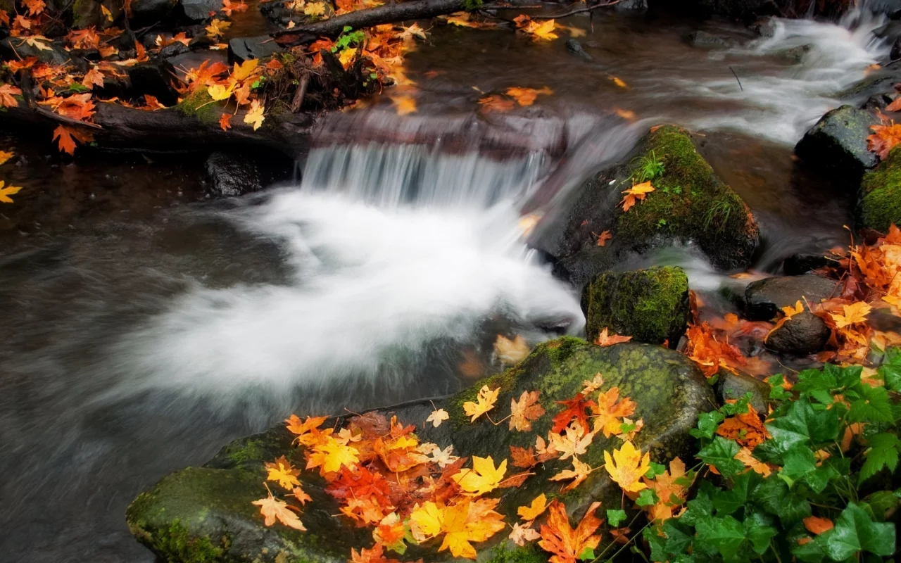 осень, вода, листва, поток, природа