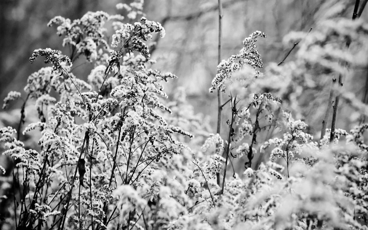 macro, снег, растения, b&w, nature, snow, 2560x1600, макро, plants, трава, grass, чб, природа