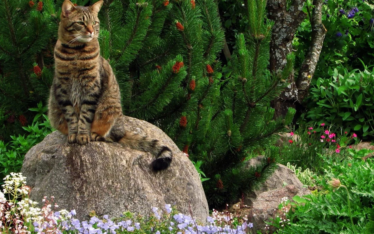 кот, ель, животные