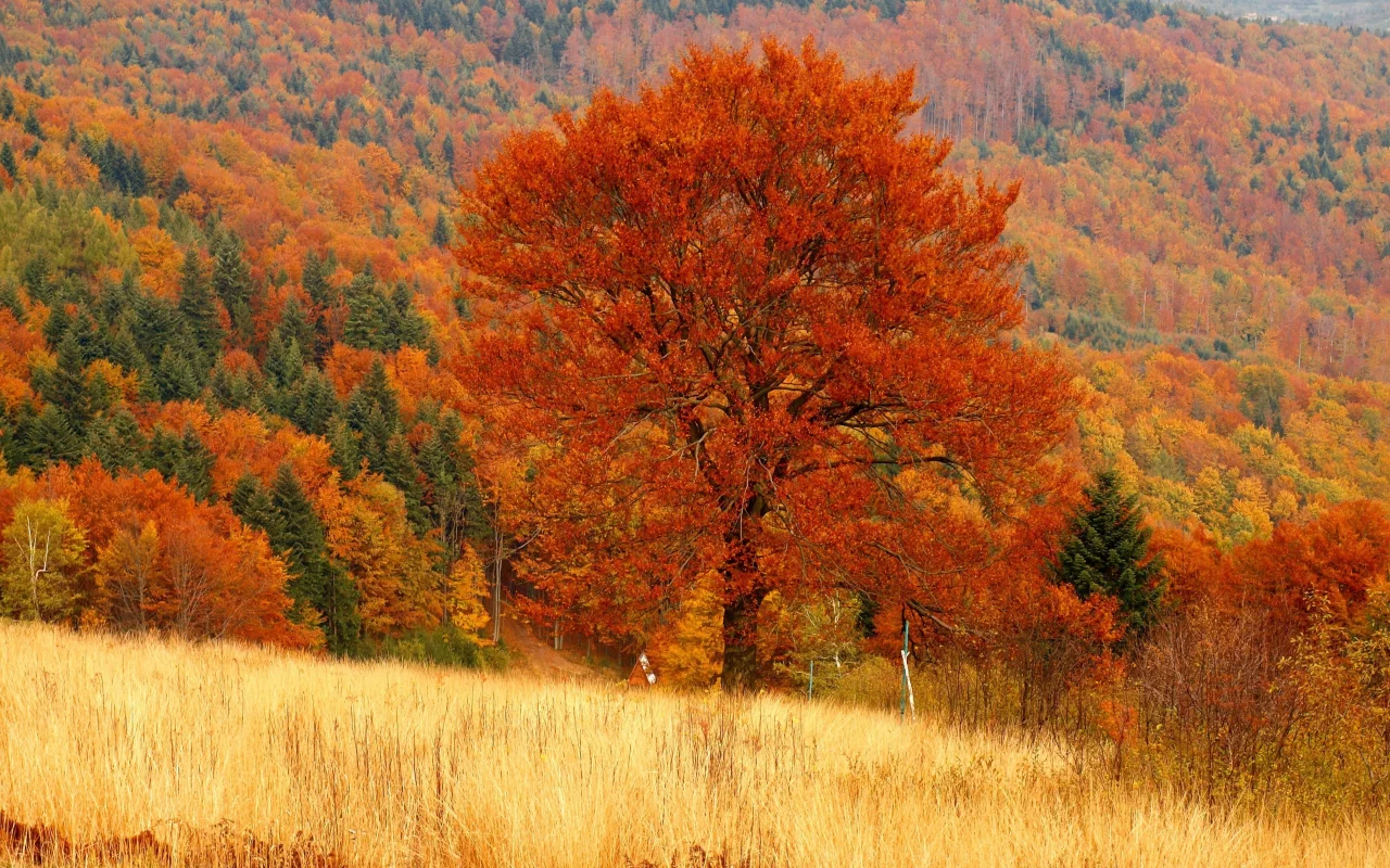 лес, осень, дерево