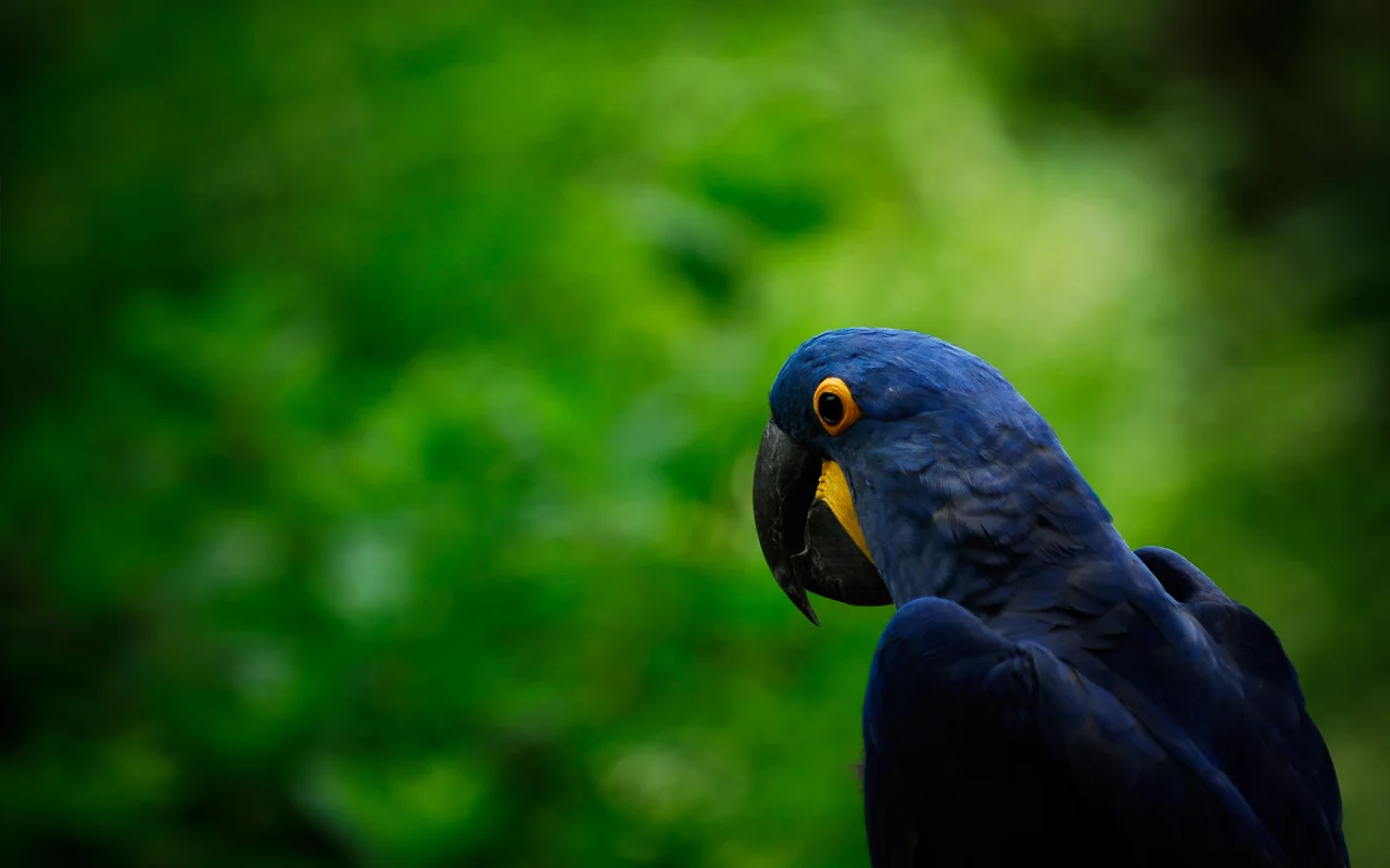 parrot, попугай, птица