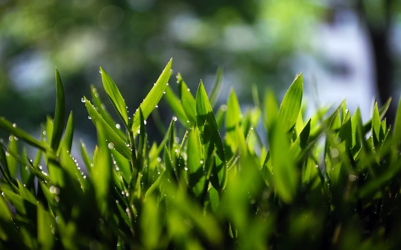 зелень, grass, трава