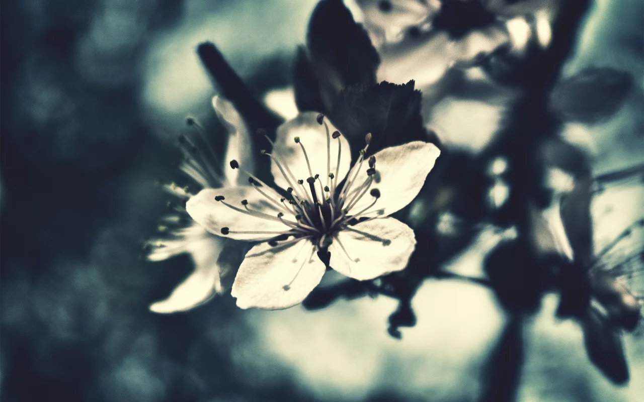 вишня, фокус, flowers, макро, цветок, бутон, цветение, лето, цветы, лепестки