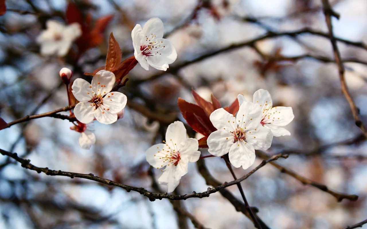природа, spring, цветение, ветви, весна, листья, цветы