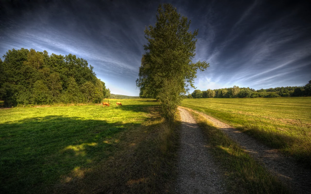 коровы, дерево, way to heaven, дорога