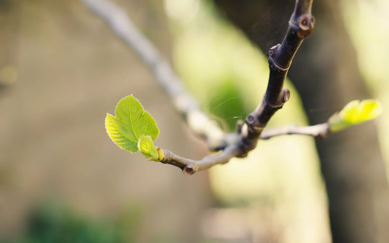 природа, nature, боке, web, bokeh, macro, ветка, branch, паутина, ростки, leaves, sprouts, макро, листья, 2560x1600