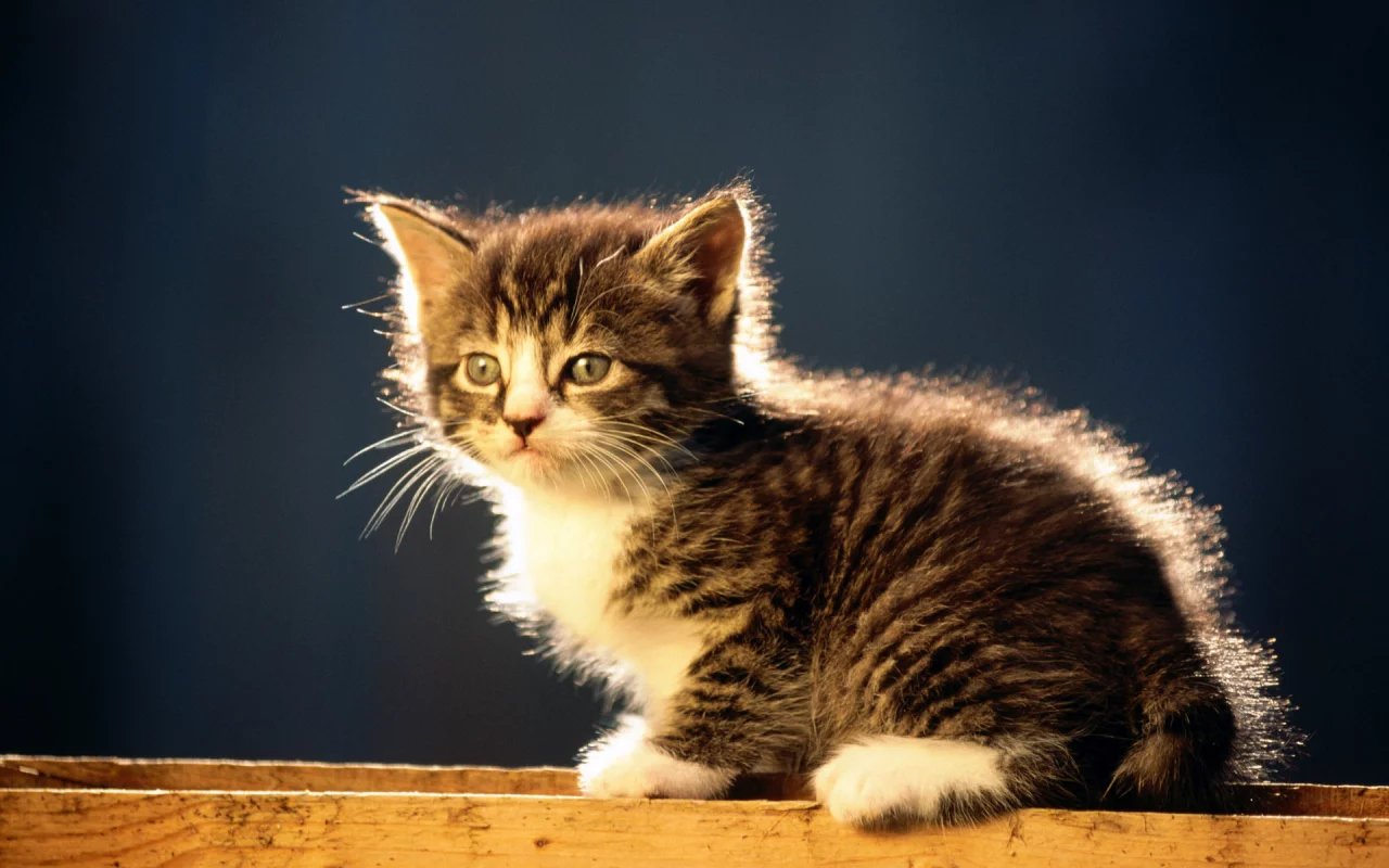 кошка, полосатый, серый котенок