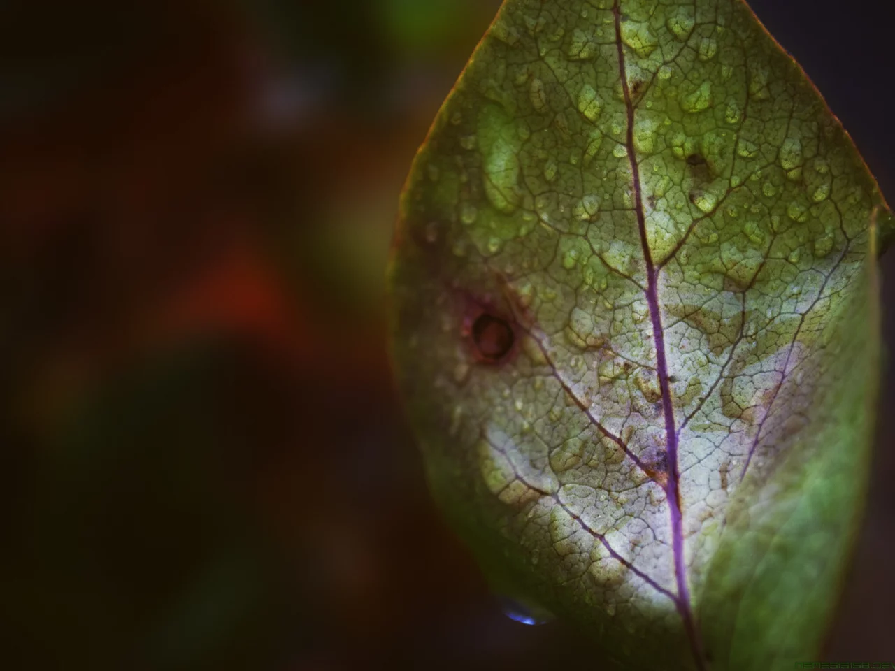 лист, капли, fall rain