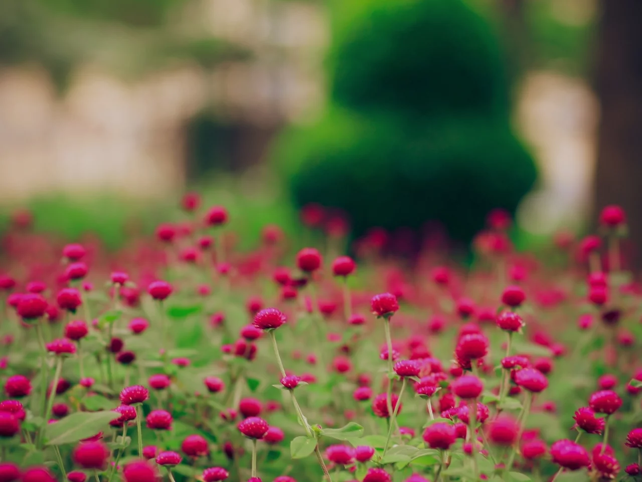 поляна, поле, wallpapers, растения, обои, цветы, цветение, природа, pink field, картинки