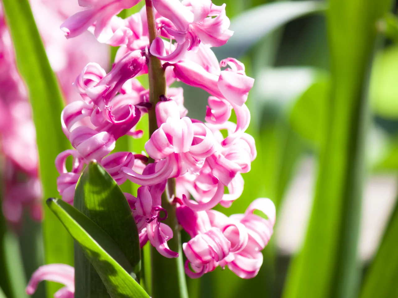 гиацинт, flowers, лепестки, цветки, макро, цветы
