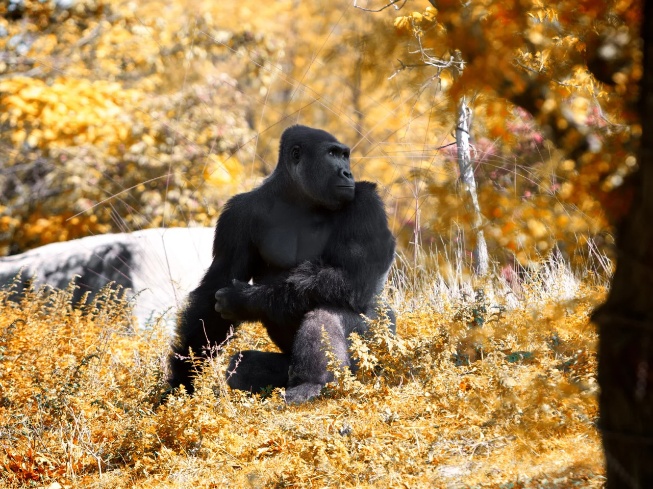 this fall and stopped, at the zoo, went to detroit