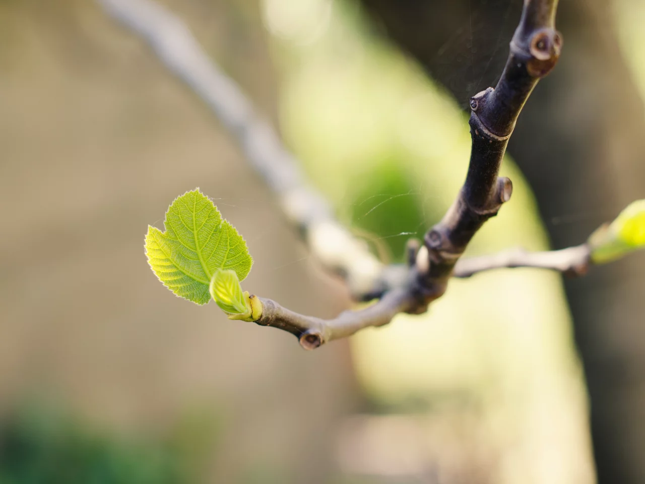 природа, nature, боке, web, bokeh, macro, ветка, branch, паутина, ростки, leaves, sprouts, макро, листья, 2560x1600