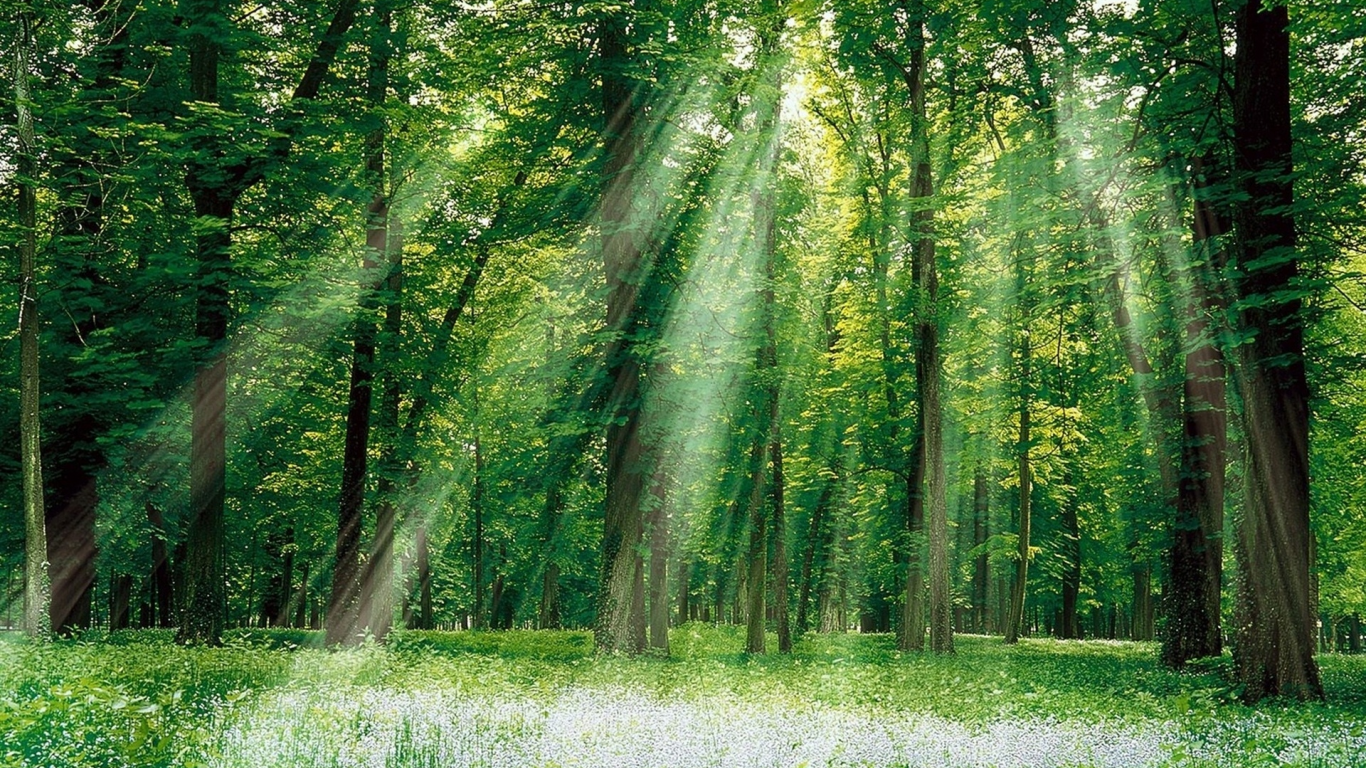 лучи, солнце, природа, трава, лес, листва, wallpapers, деревья, листья, свет, пейзаж, растения, обои