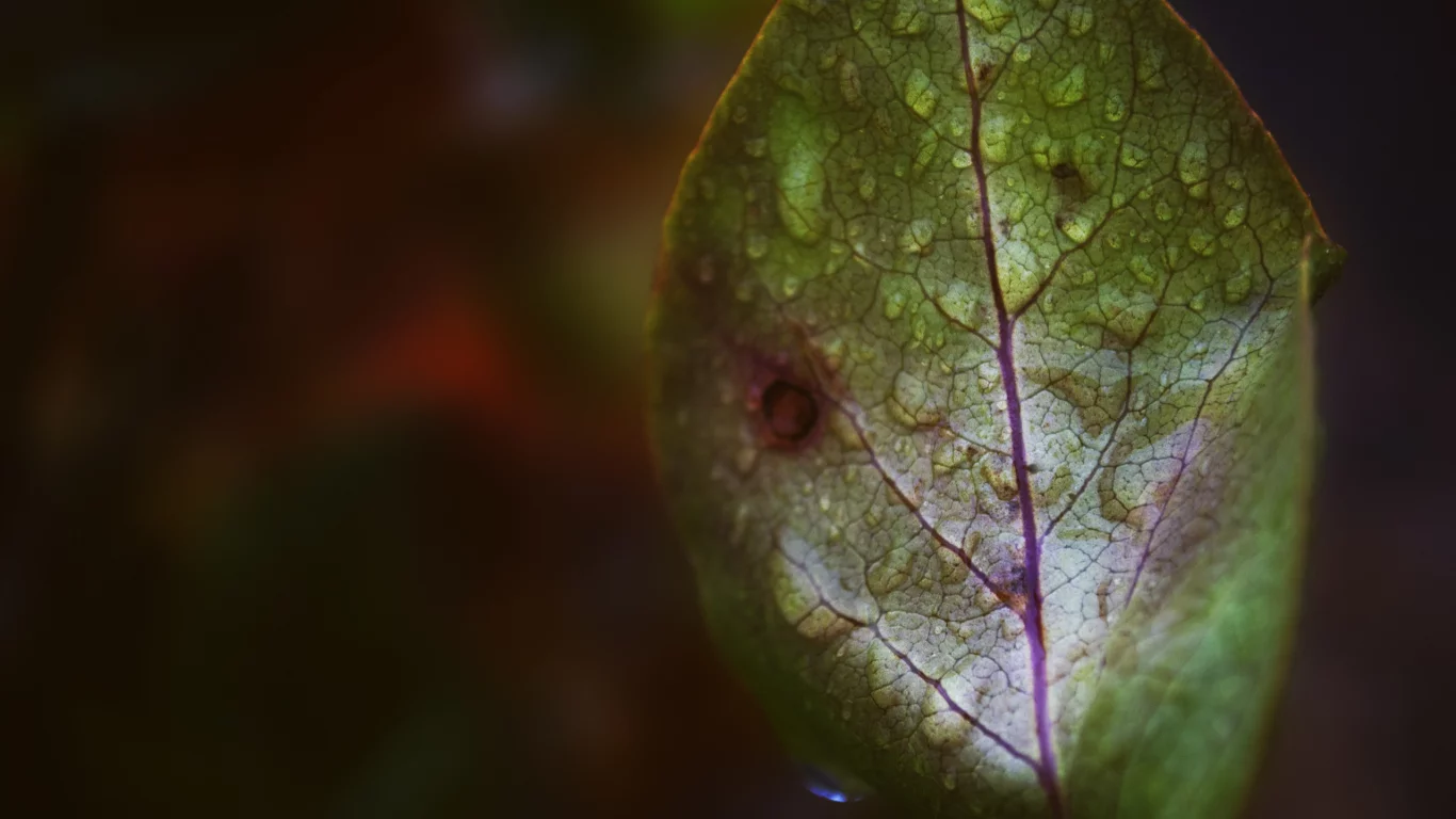 лист, капли, fall rain