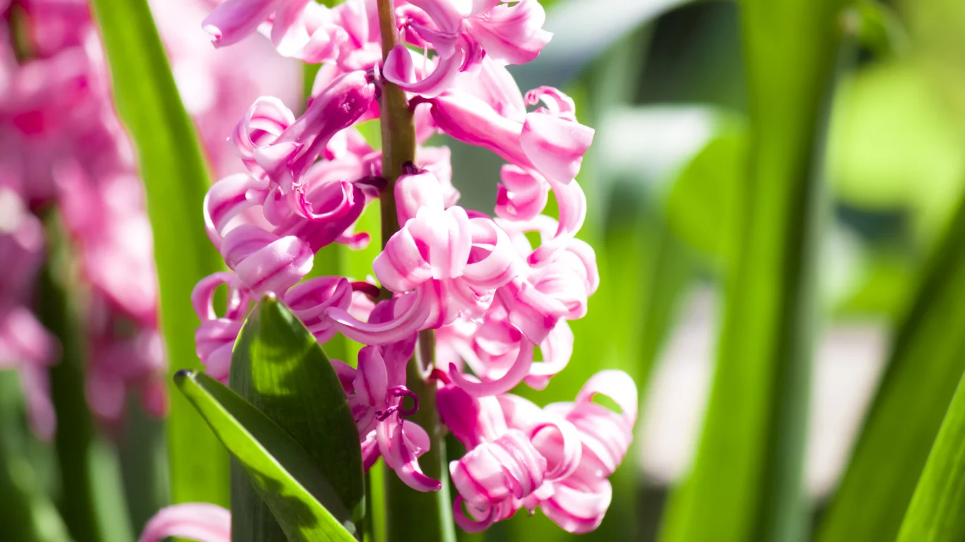 гиацинт, flowers, лепестки, цветки, макро, цветы