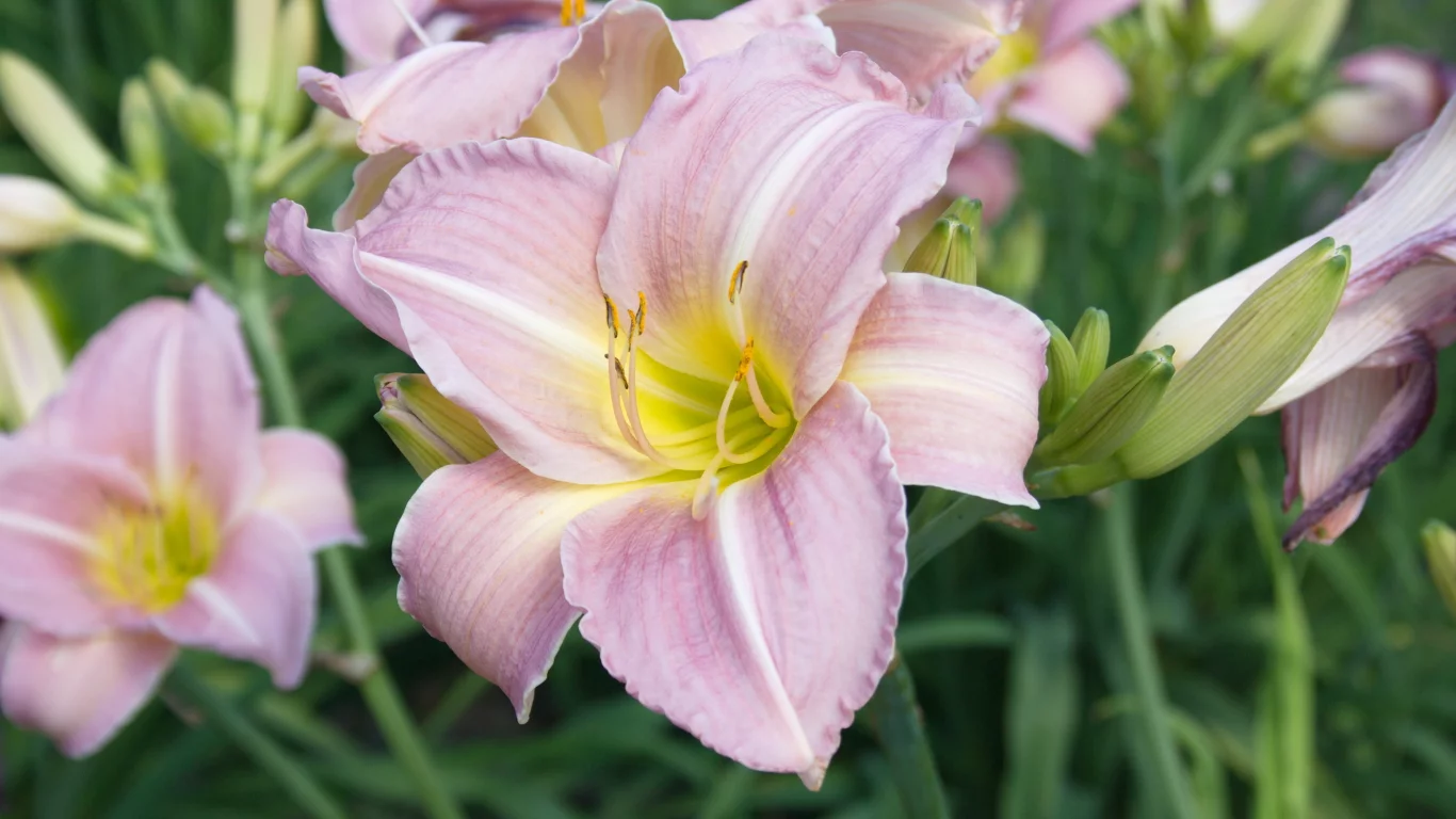 hemerocallis, лилейник, красоднев
