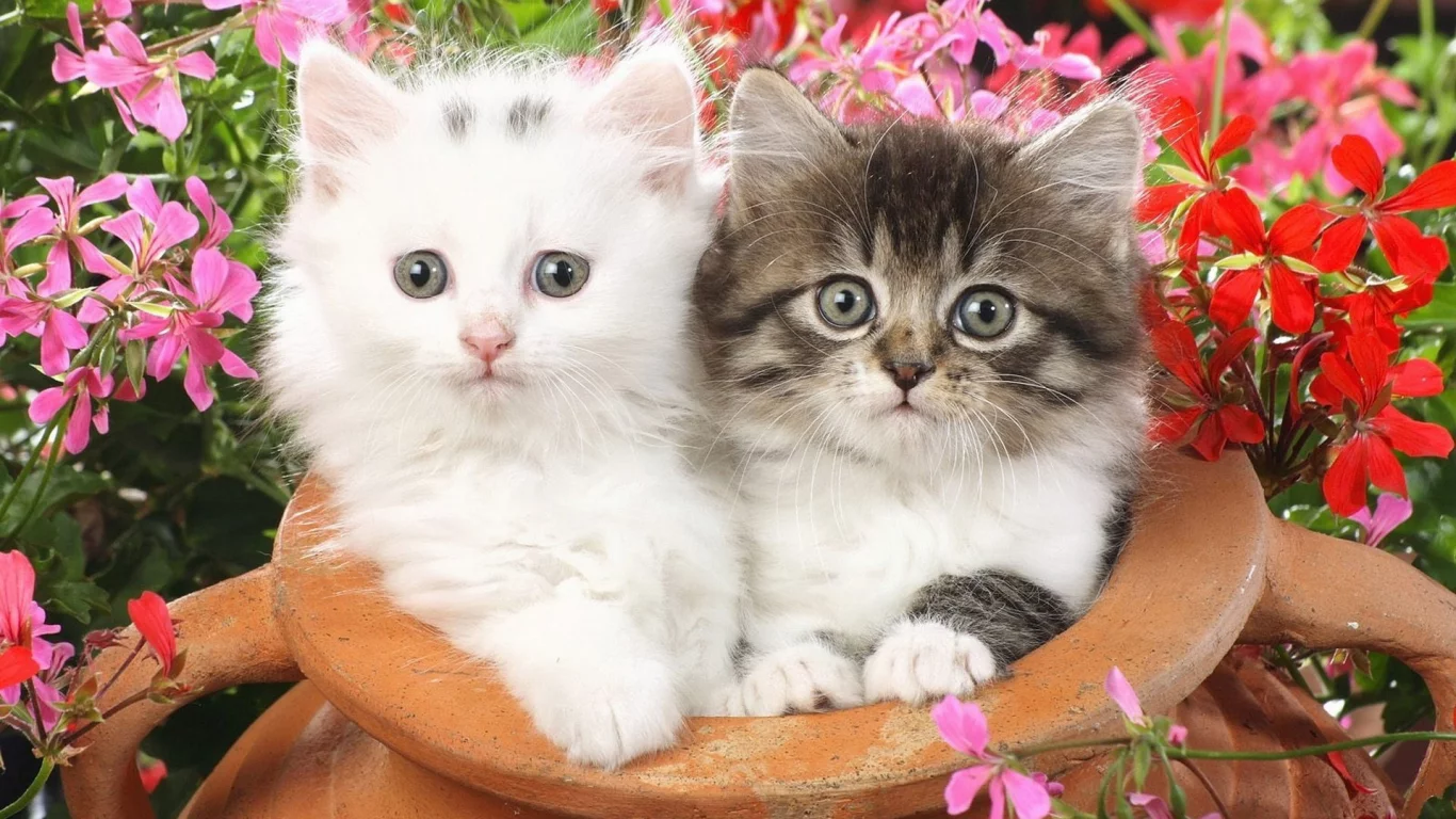 котята, цветы, животные