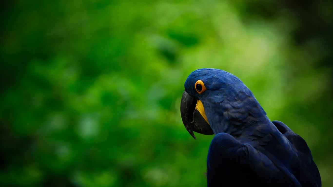 parrot, попугай, птица