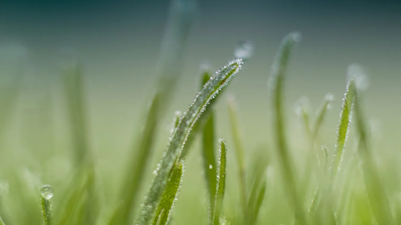1920x1200, макро, focus, grass, трава, dew, роса, фокус, nature, macro, природа