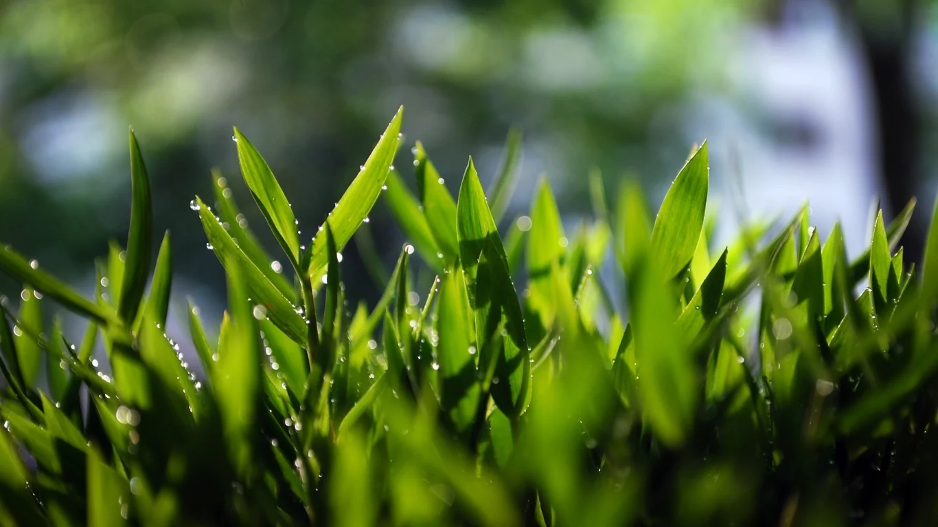 зелень, grass, трава