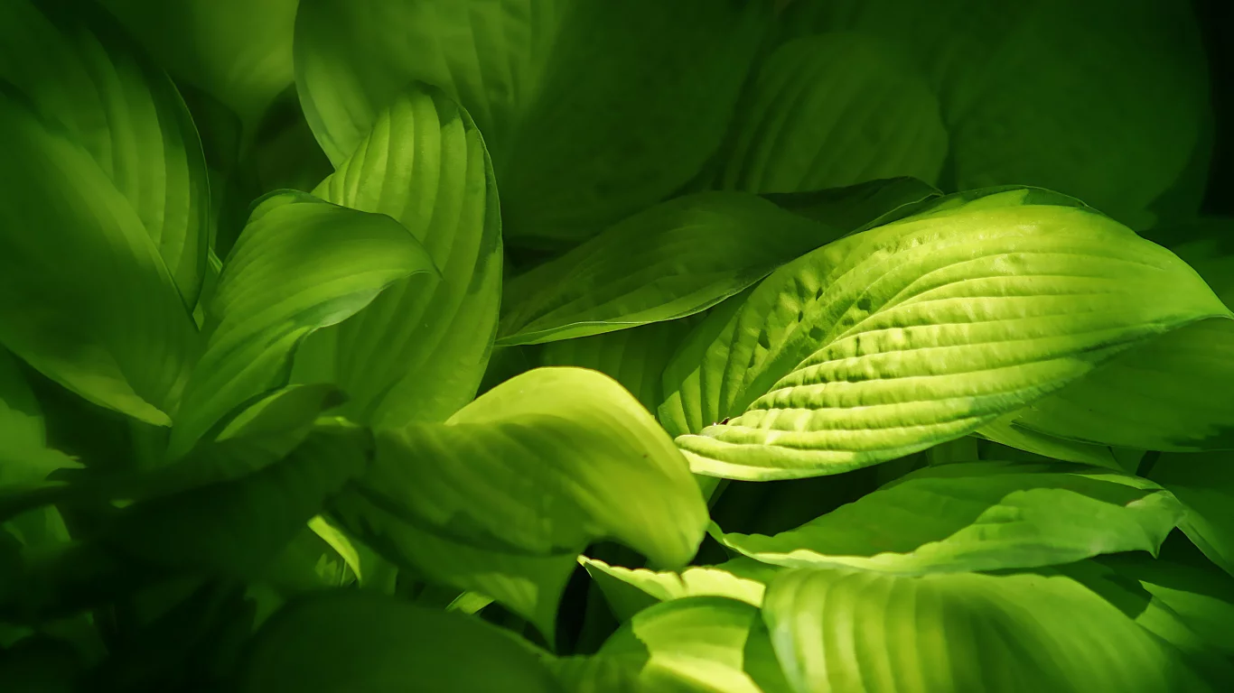 листики, растения, green, leaves, зеленые