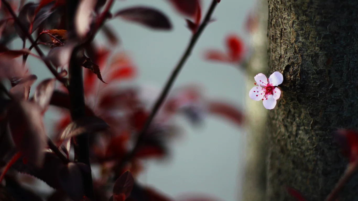 цветок, цветение, bokeh, листья, blossom, cherry, природа, дерево, nature, leaves, tree, 2560x1600, боке, вишня, flower