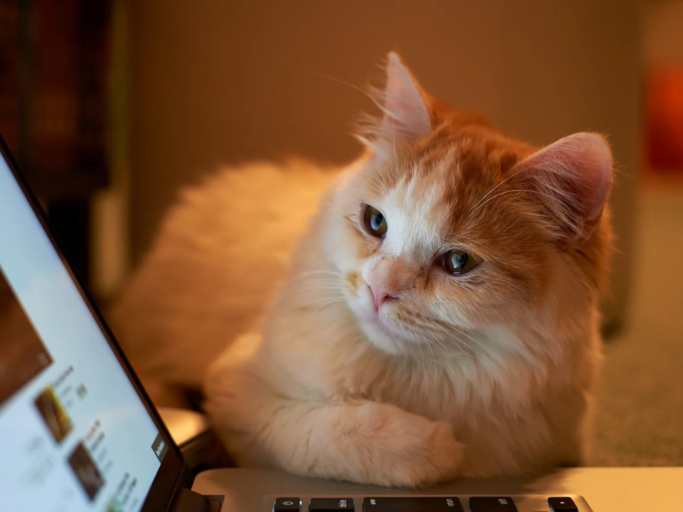 взгляд, ноутбук, котэ