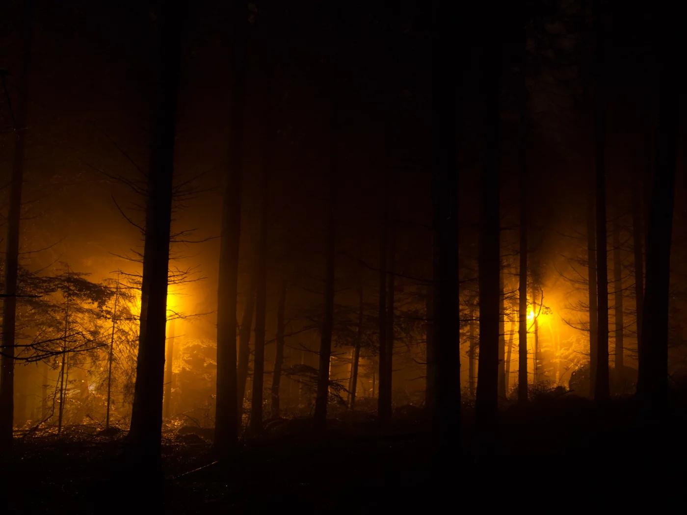 лес, ночные огни, фонари, evening lights, огни, ночь