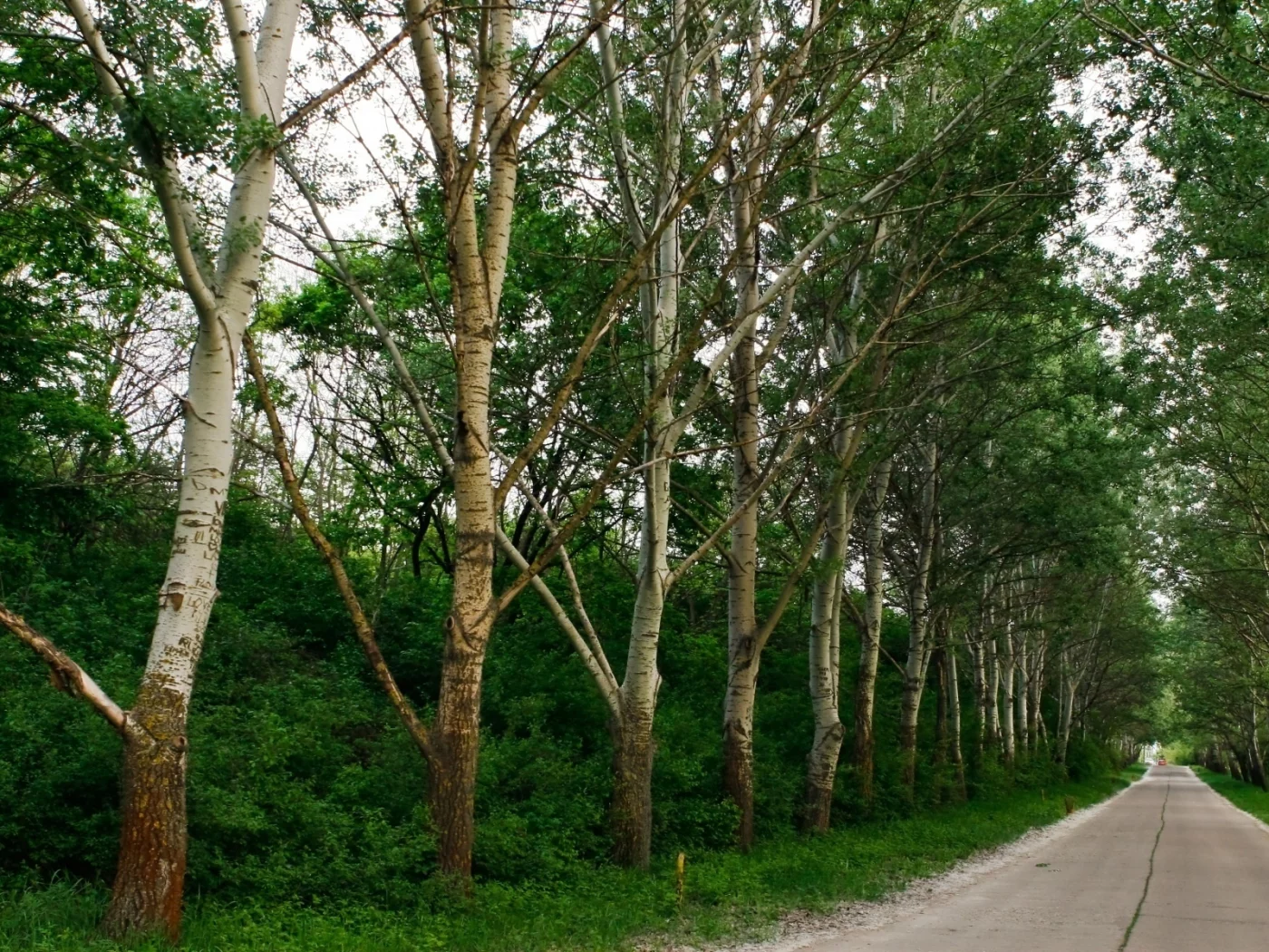 зелень, деревья, дорога