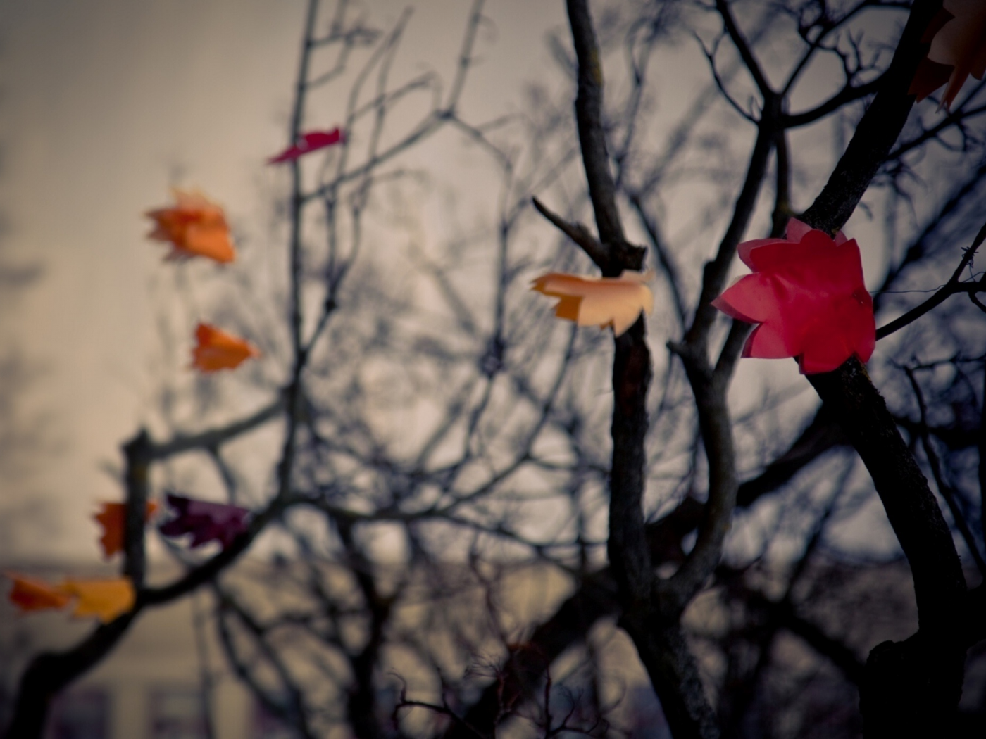 осень, обои, настроение, бумага, вечер, деревья, листья, фон, ветер, ветки