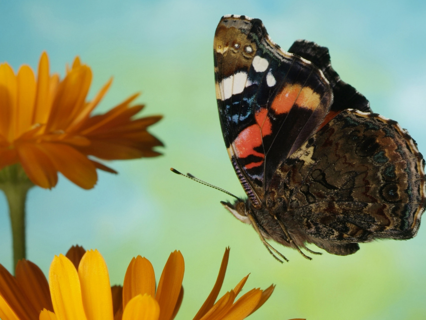 Видео бабочки летают. Бабочка Адмирал. Бабочки над цветами. Бабочка в полете. Бабочка над цветком.