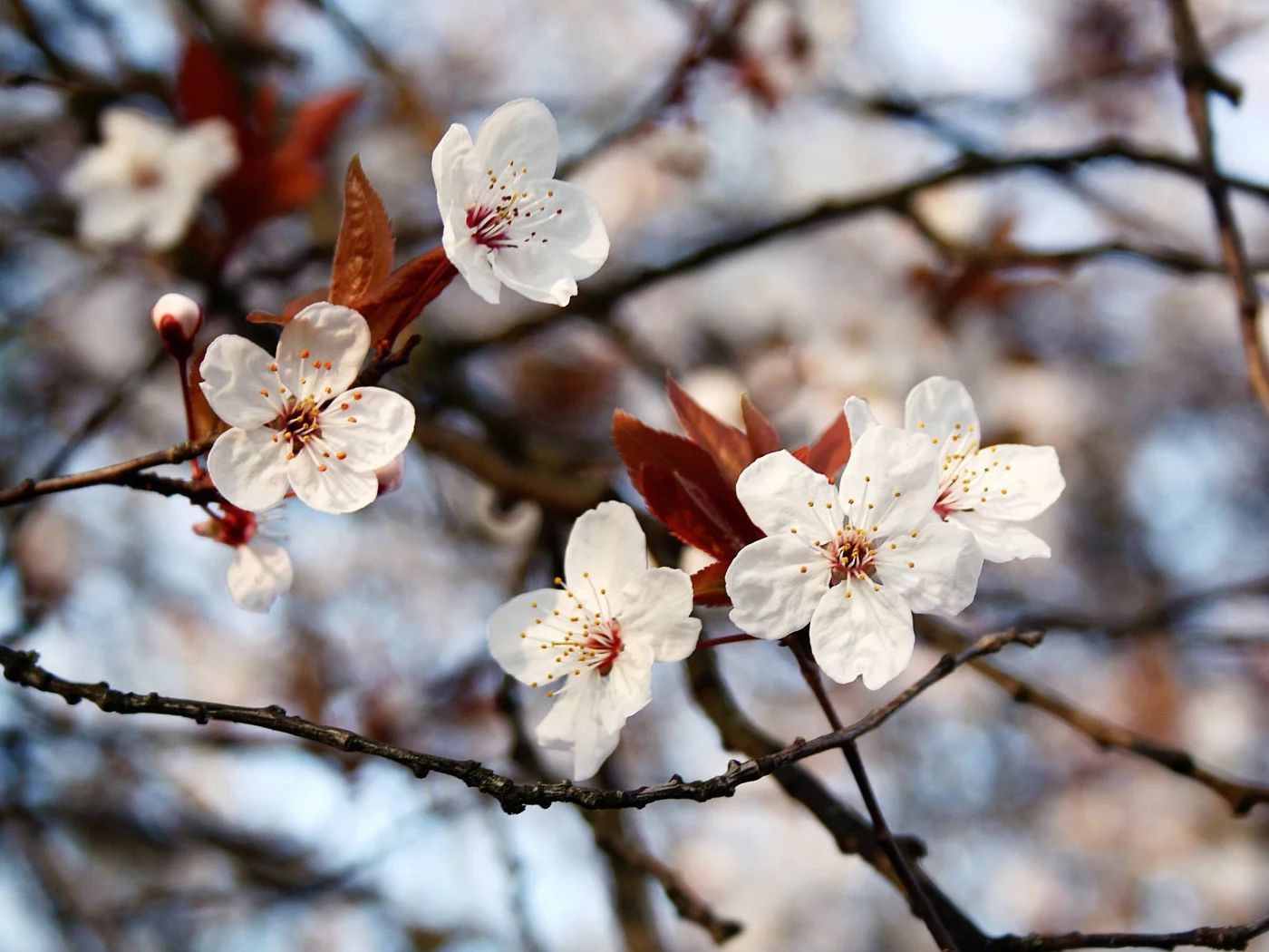 природа, spring, цветение, ветви, весна, листья, цветы