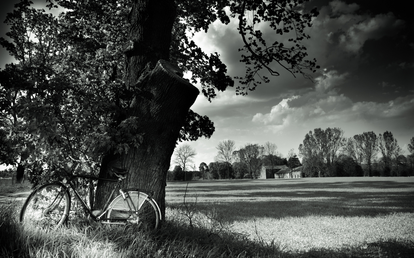 landscape, велосипед, black and white, bicycle, nature, tree, field
