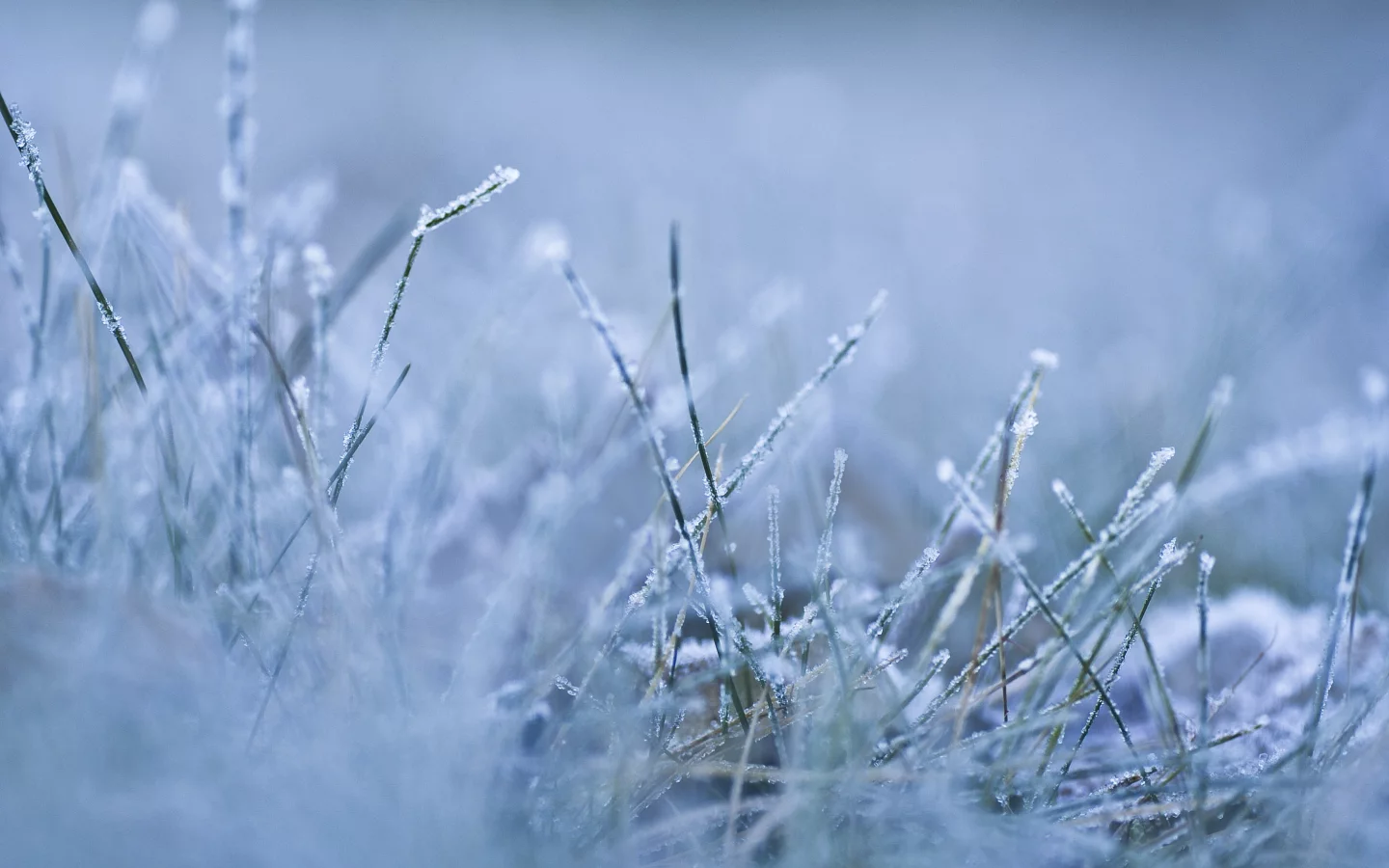 frozen, утро, холод, мороз