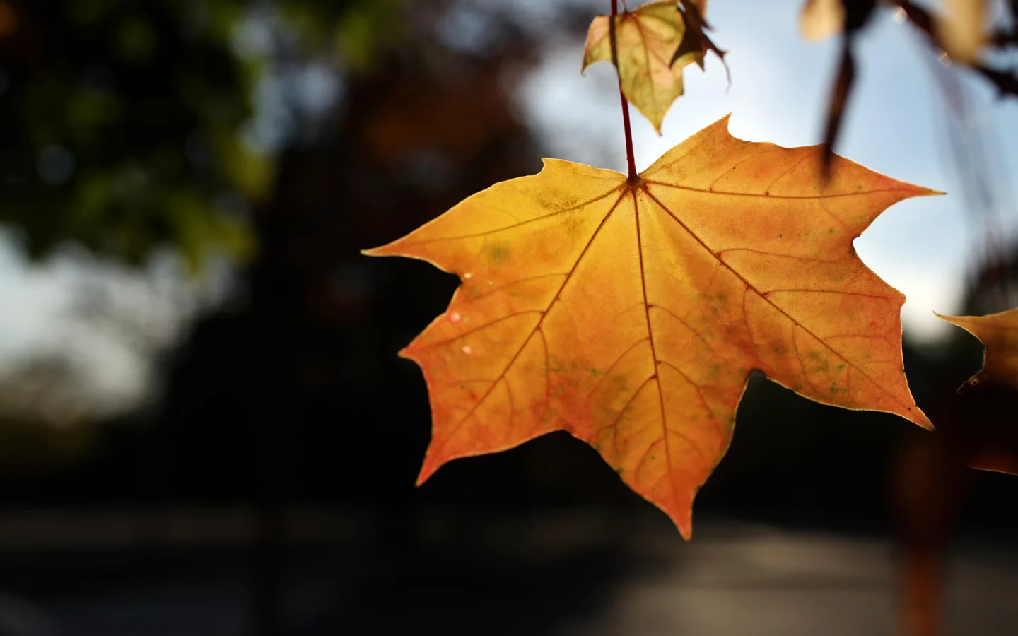 bokeh, листья, leaves, природа, 1920x1280, light, свет, осень, autumn, nature, боке