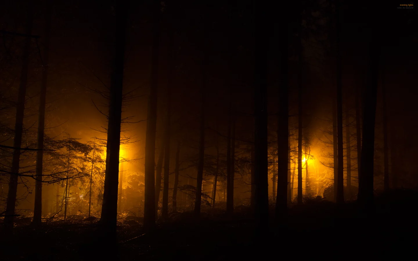 лес, ночные огни, фонари, evening lights, огни, ночь