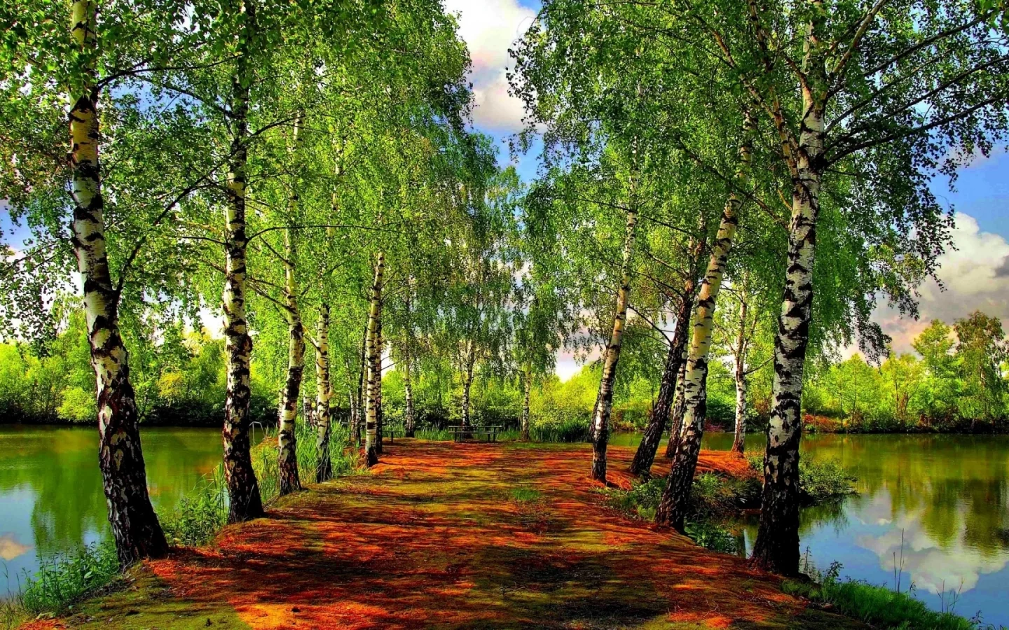 березы, речка, небо