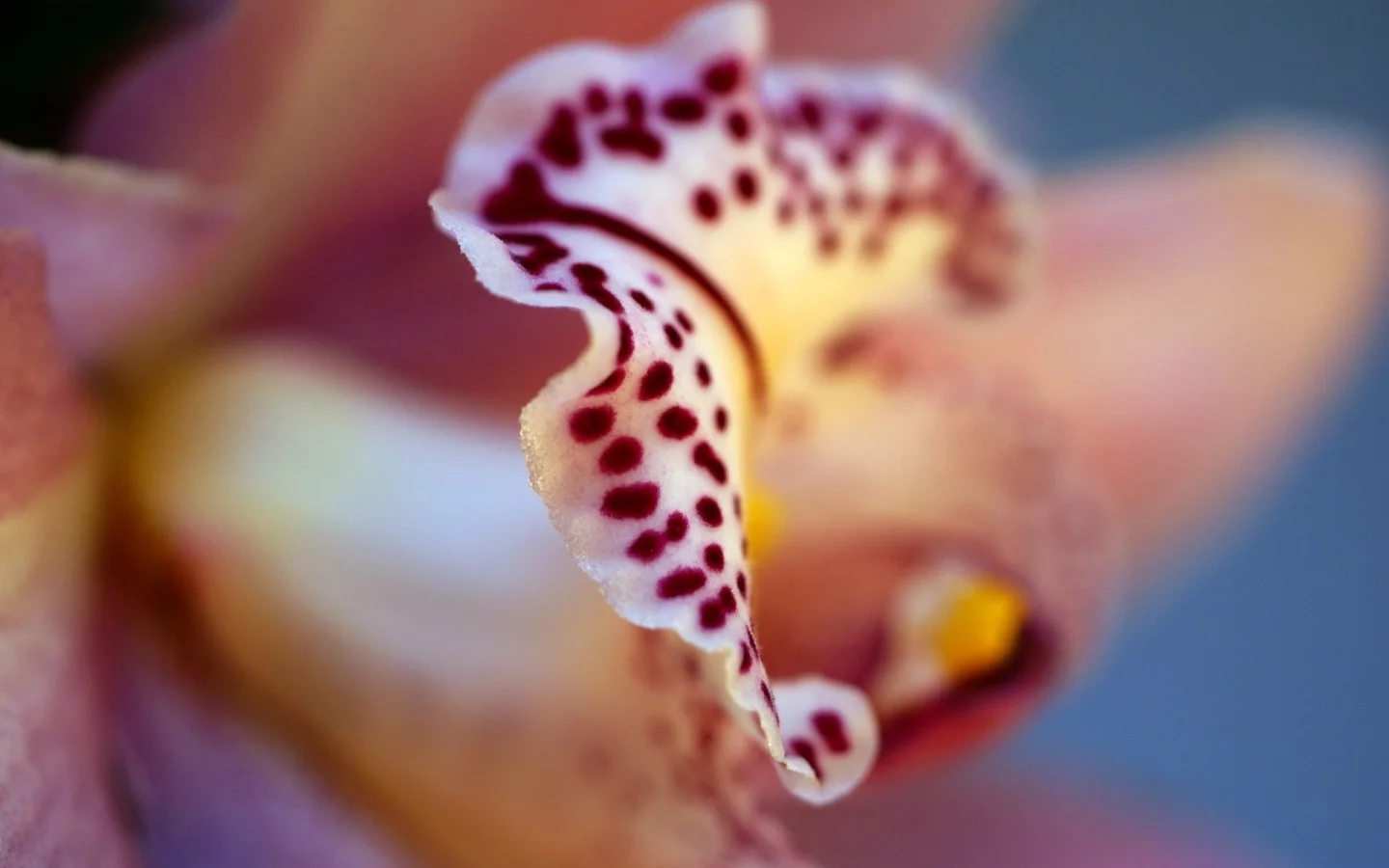 орхидея, цвета, цветок, фаленопсис, phalaenopsis, лепестки