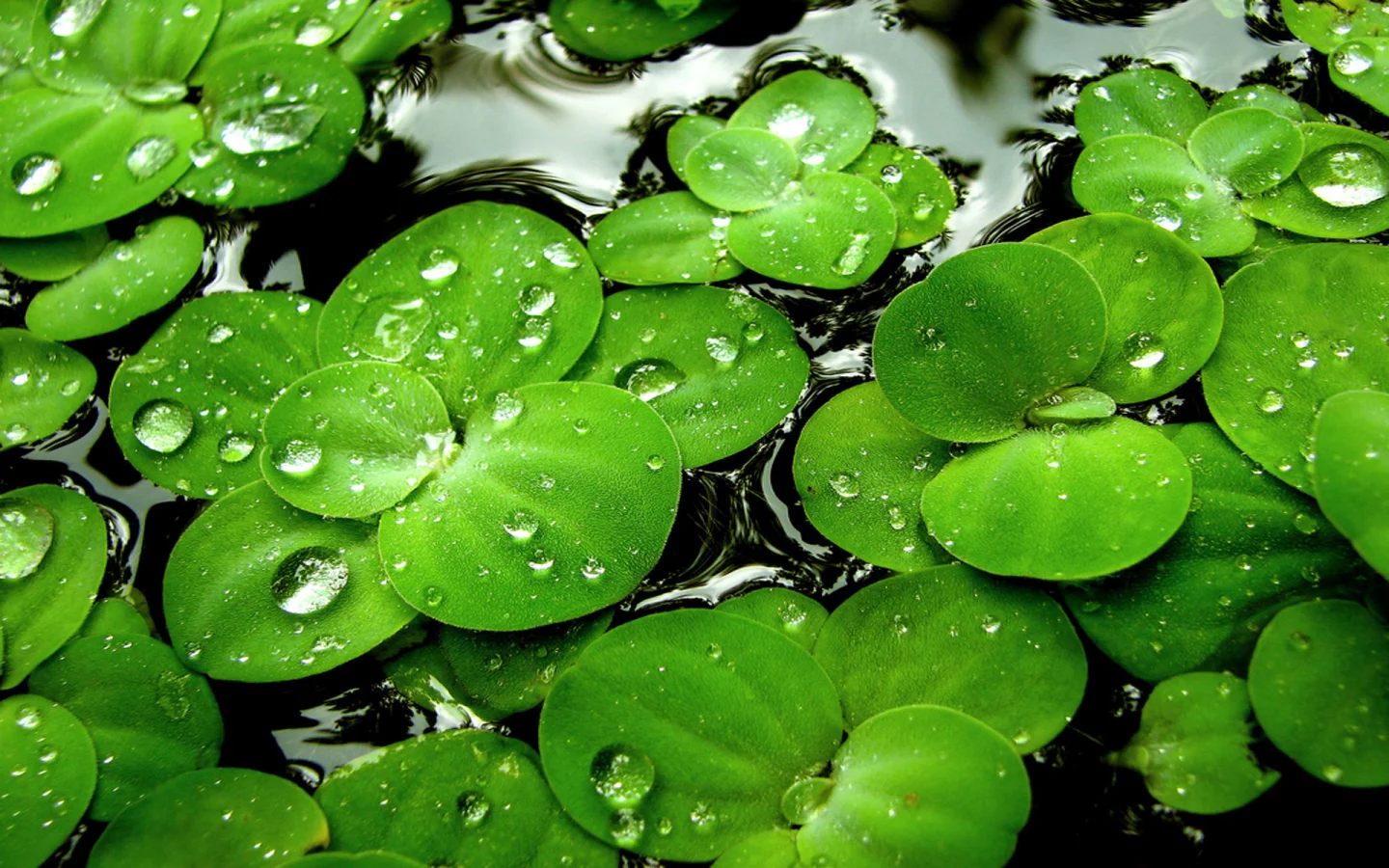 ряска, вода, капли, водное растение