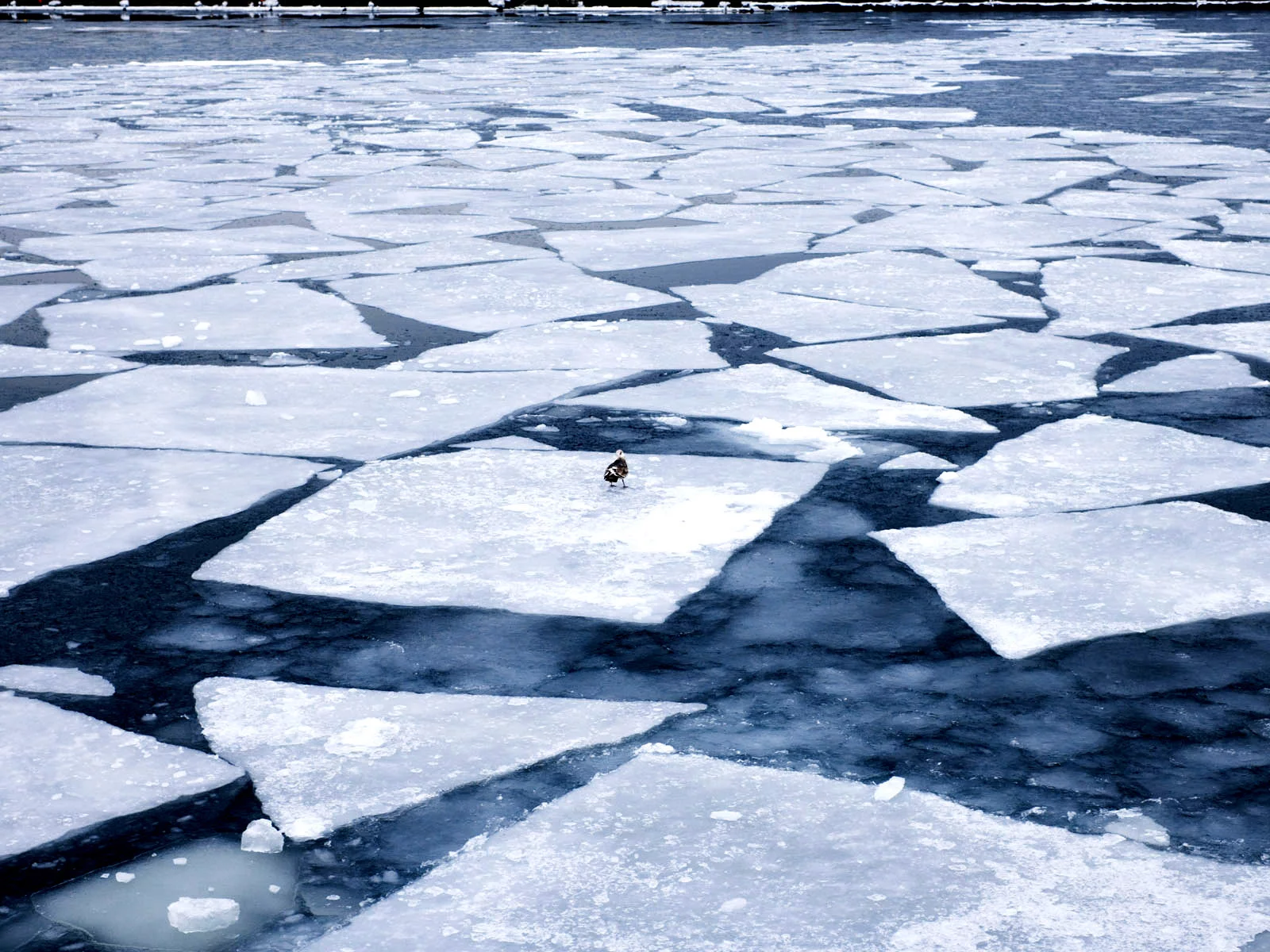 птица, вода, лед