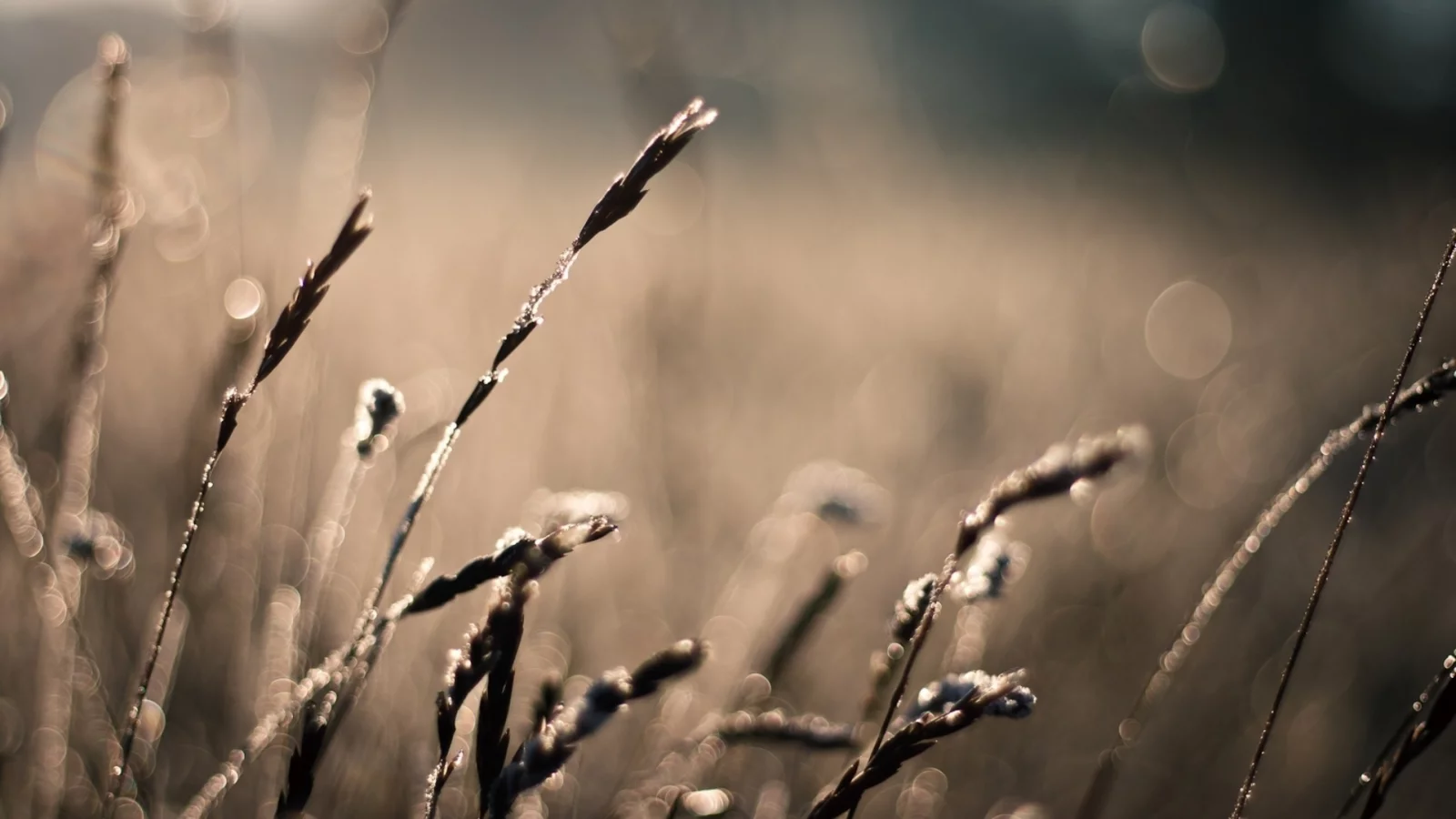 боке, bokeh, размытость, макро, растения, лето, фото, природа, wallpapers, солнце, колоски, поле, лучи
