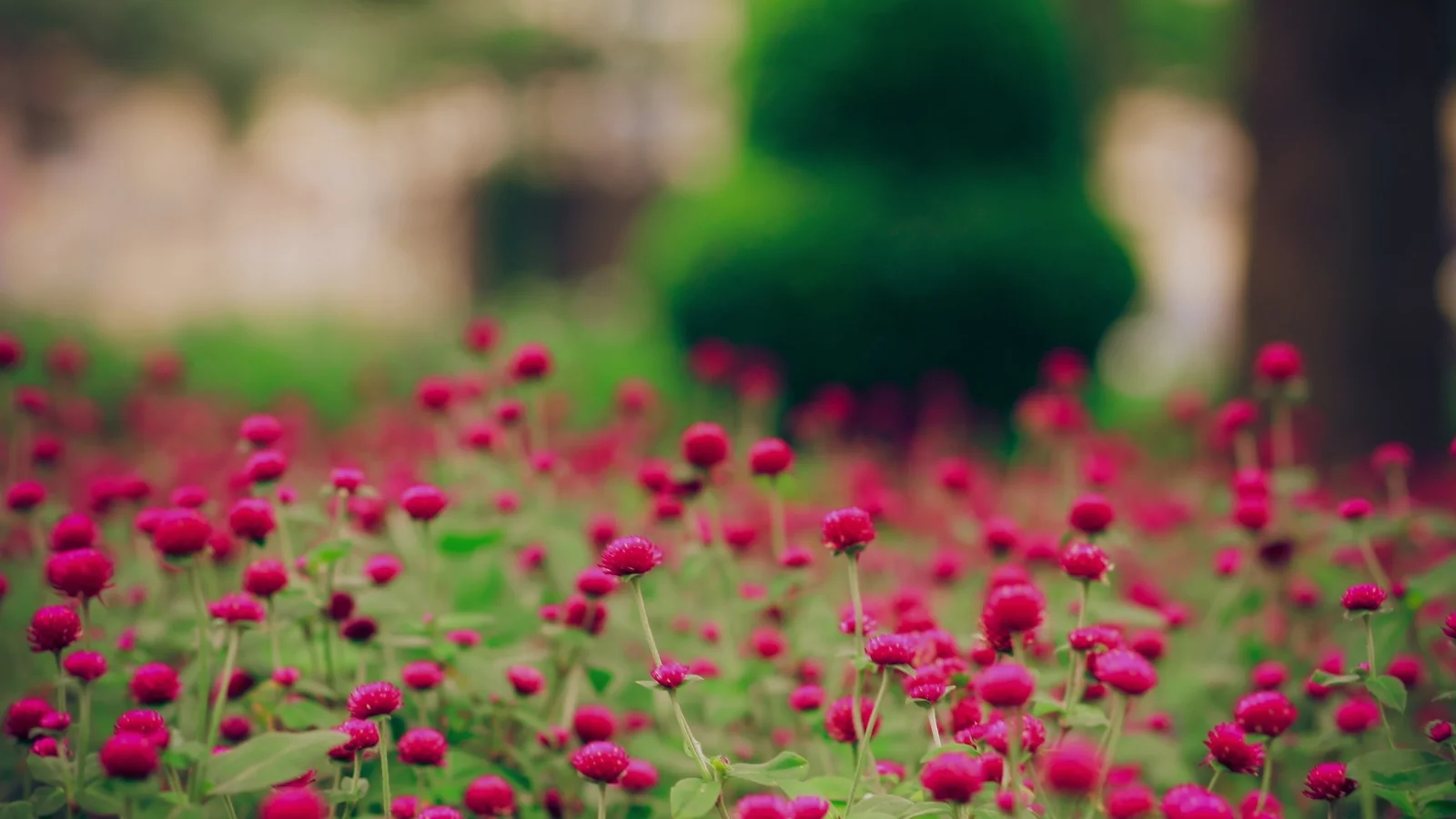 поляна, поле, wallpapers, растения, обои, цветы, цветение, природа, pink field, картинки