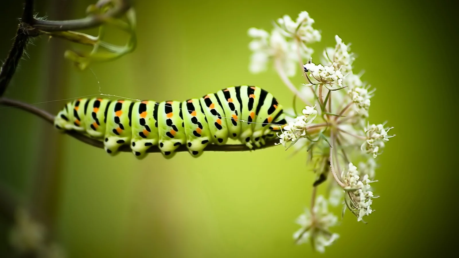 макро, гусеница, papilio machaon caterpillar, цветок
