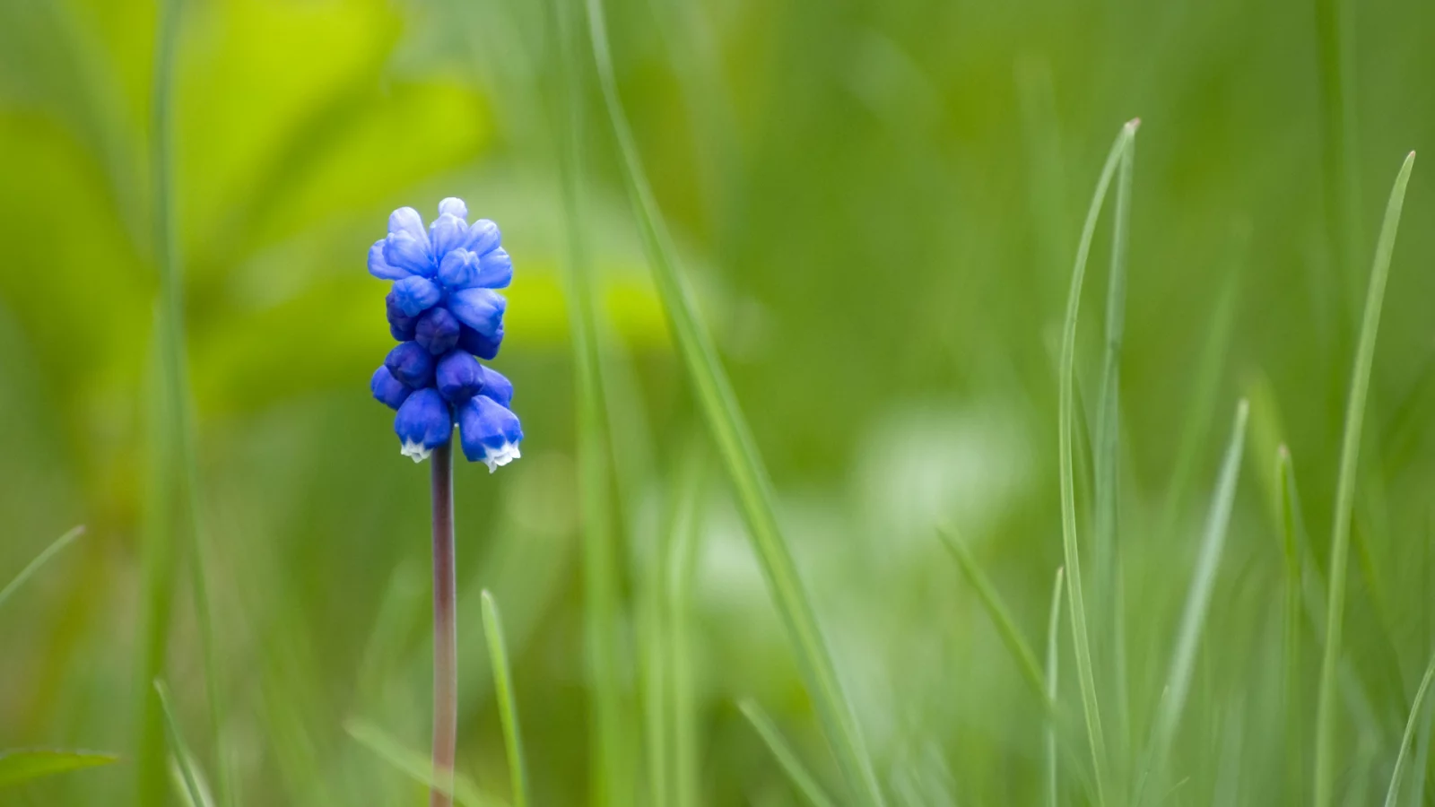 синий, mouse flower, один