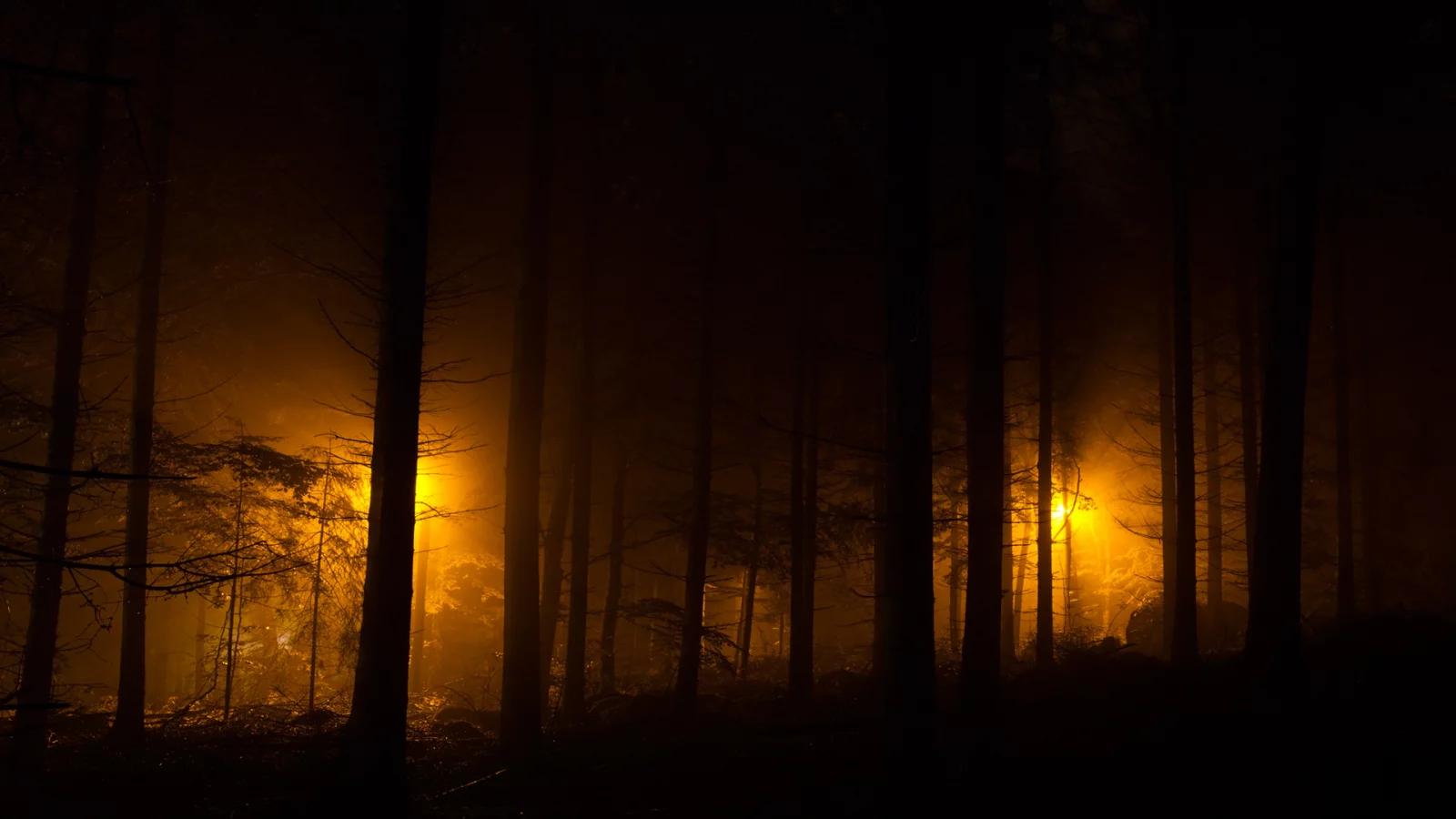 лес, ночные огни, фонари, evening lights, огни, ночь